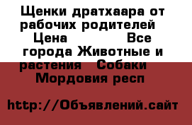 Щенки дратхаара от рабочих родителей › Цена ­ 22 000 - Все города Животные и растения » Собаки   . Мордовия респ.
